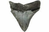 Serrated, Fossil Megalodon Tooth - South Carolina #203129-1